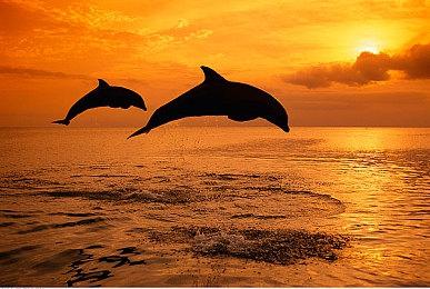 种类繁多！ 《数码宝贝物语：时空异客》新增骑乘系统